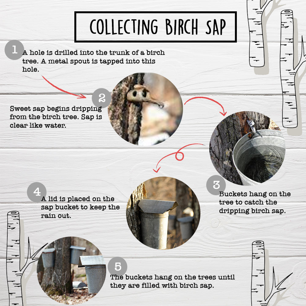 Patz Birch Sap Water 32 Ounce Jar Tapped from Wisconsin Birch Trees